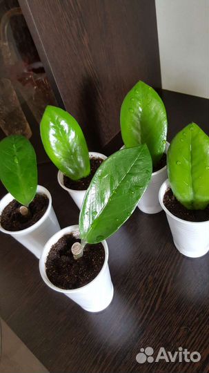 Замиокулькас