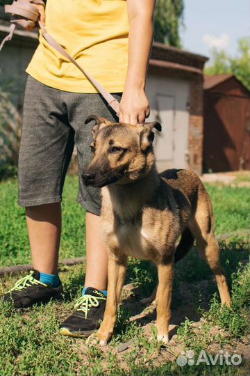 Собака Терра