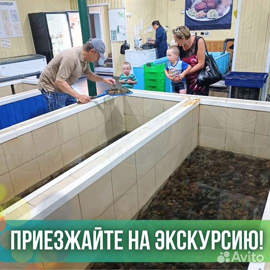 Живой гребешок Морской Морепродукты