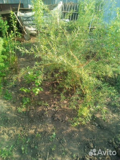 Ива плакучая