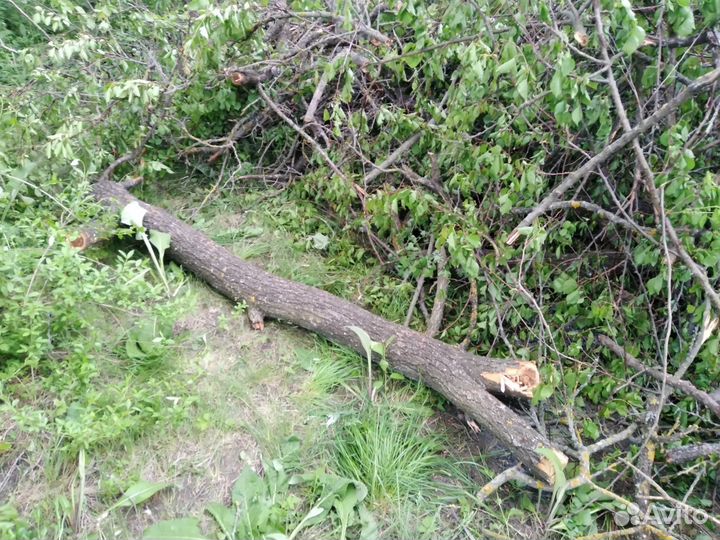 Отдам бесплатно дрова абрикосы, яблони