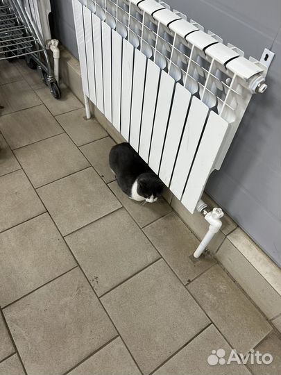 Кот в добрые руки бесплатно