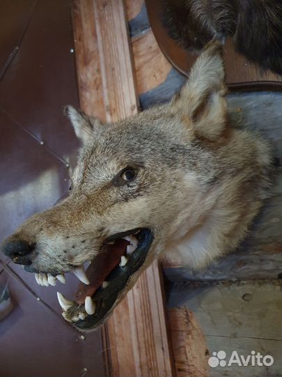 Чучело голова волка