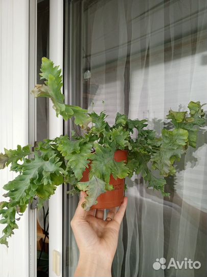 Флебодиум davana