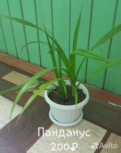 Панданус, Юкка