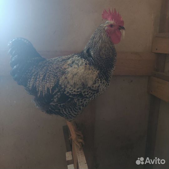 Петух Доминант