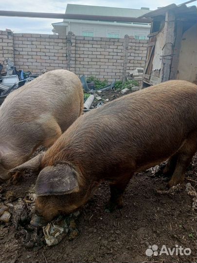 Свиньи дюрок