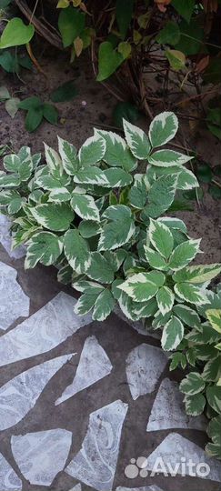 Сныть пестролистная декоративная