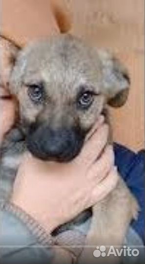 Взять щенка из приюта