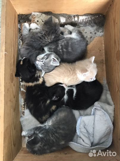 Котята в добрые руки бесплатно