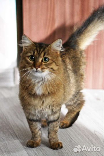 Кошка ищет дом