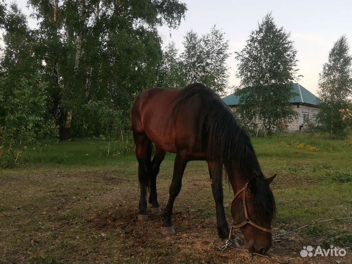 Лошадь жеребец