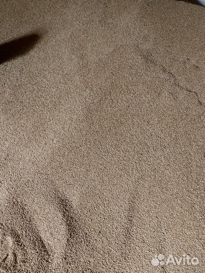 Зерно пшеница