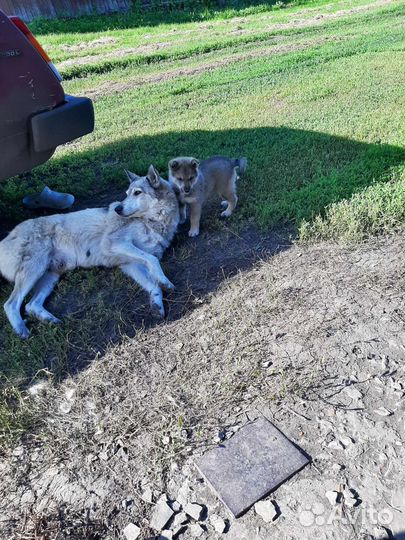 Щенок лайки