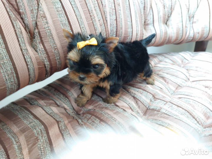 Девочка -йорк. Мини. Беби-фейс. Документы РКФ