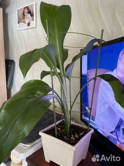 Комнатные цветы