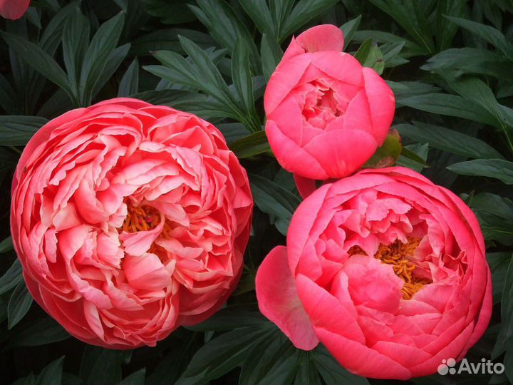 Пионы, гортензии, розы, саженцы