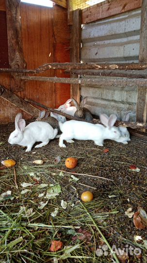 Продам кроликов
