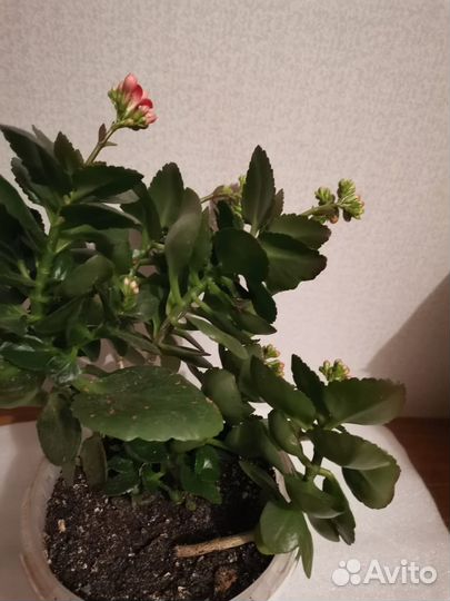 Каланхоэ цветущий