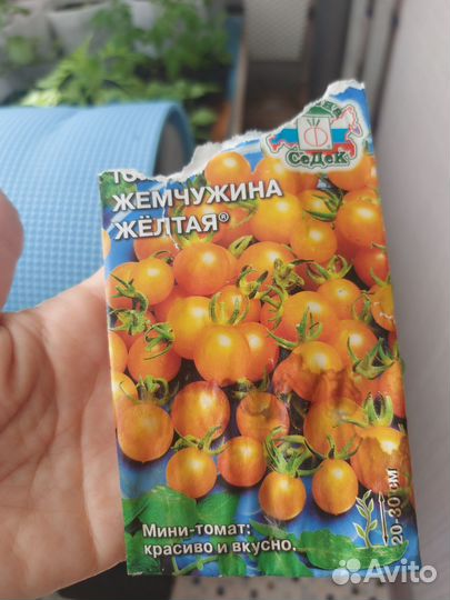 Рассада помидор черри балконные