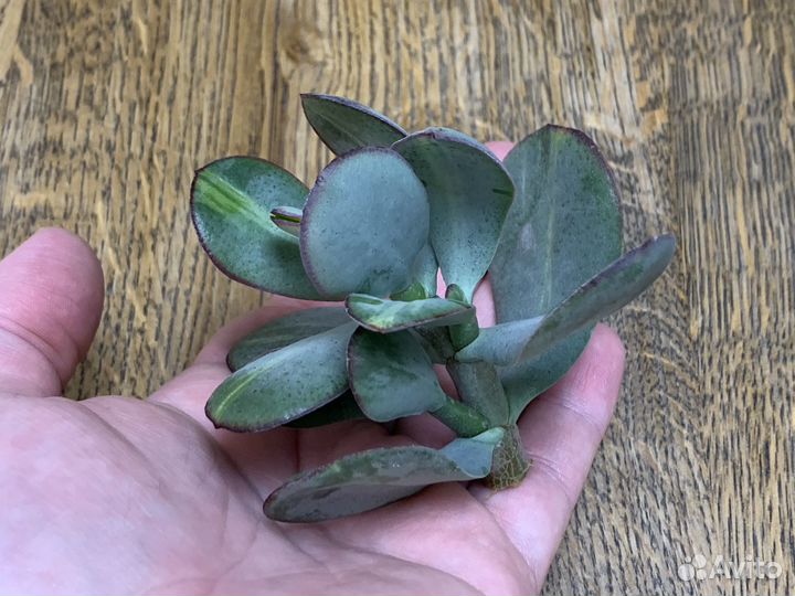 Крассула Блю Берд медиовариегатная