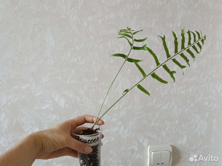 Папоротник нефролепис Биссерата фурканс