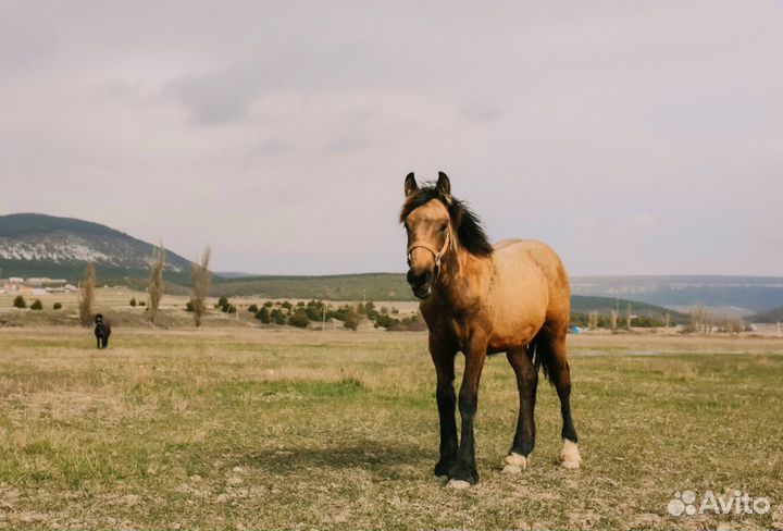 Кросс тинкер