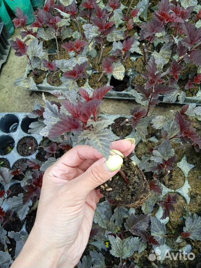 Пузыри плодник