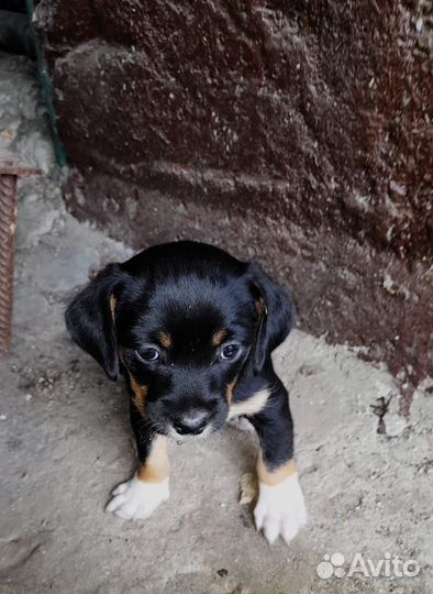 Собака в добрые руки отдам бесплатно