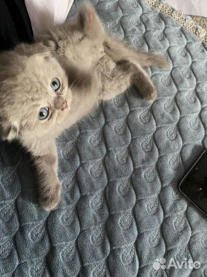 Котенок девочка