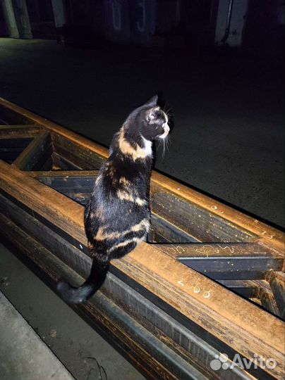 Кошка в добрые руки