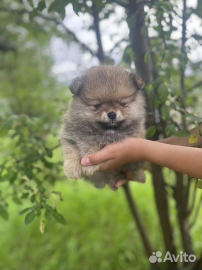 Померанский шпиц