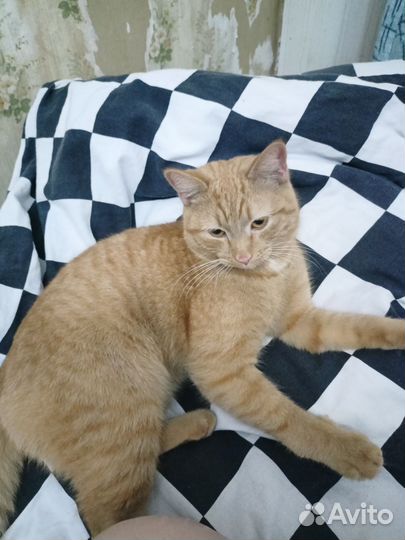 Котика в добрые руки