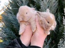 Много Карликовых Кроликов в Питомнике