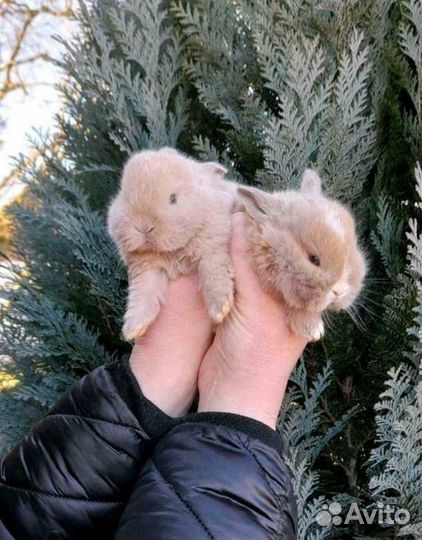 Много Карликовых Кроликов в Питомнике