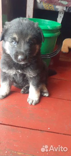 Овчарка помесь