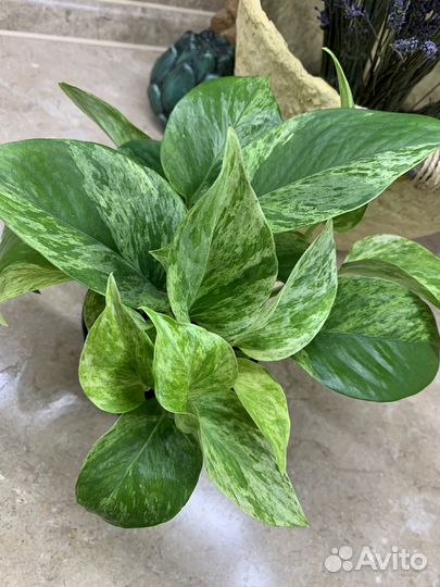 Эпипренумы