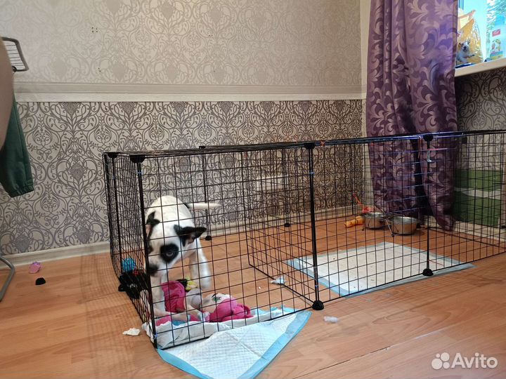 Щенок в добрые руки бесплатно
