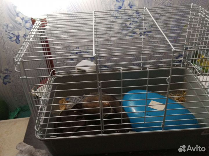 Хорек с клеткой