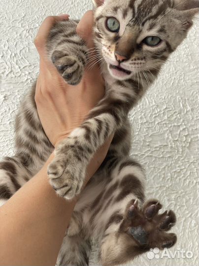 Бенгальские котята от чемпионов wcf