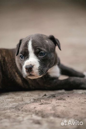 Щенки амстаффа