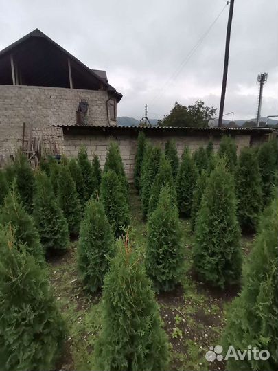 Туя колумна, буксусы