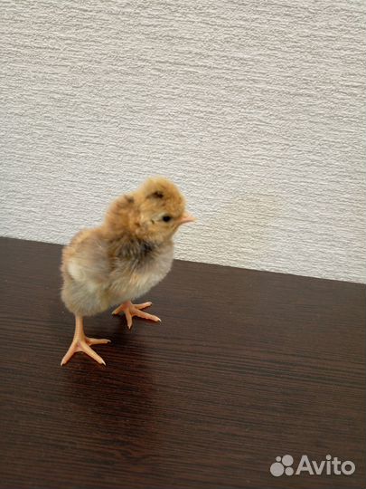 Цыпленок суточный