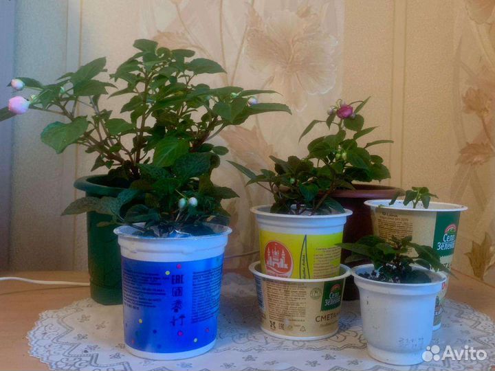 Цветы: пеларгония, герань, бальзамин, катарантус