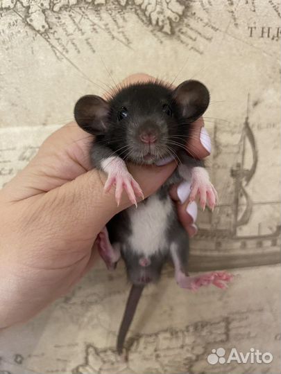 Ручные Крысята Дамбо из Питомника