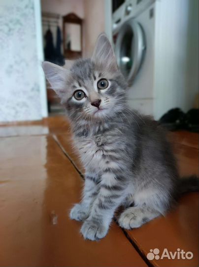Кошки в добрые руки