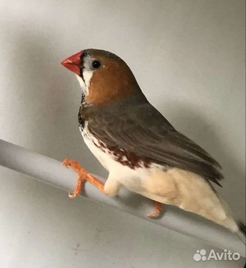 Зебровые амадины