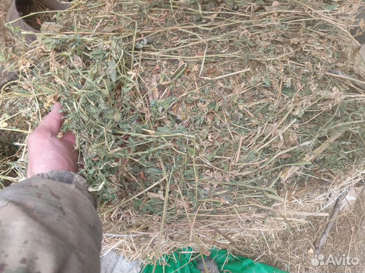 Сено люцерны в тюках