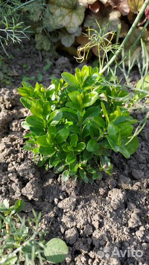 Саженцы самшита