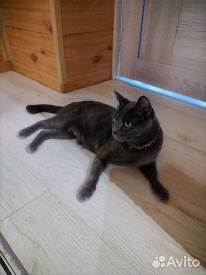 Котята породистые бесплатно